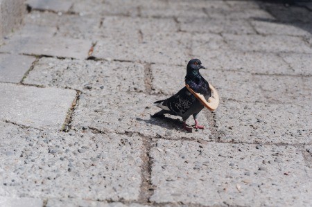 A bird with a piece of bread over it's head.