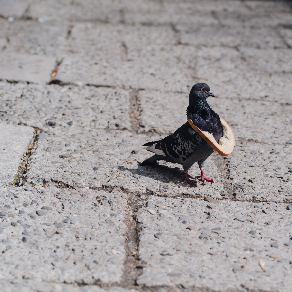 Do Not Feed Leftover Breads to Birds ThriftyFun