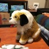 Original Photos of This Dog - tri-color dog
