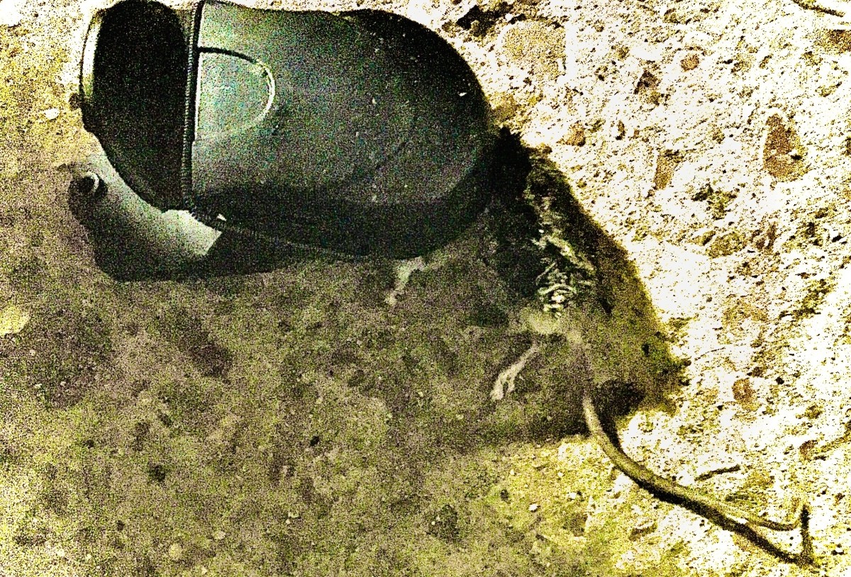 Getting Rid of Mice in the Dryer? ThriftyFun