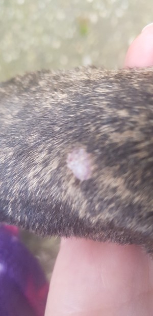 Identifying a Lump on My Dog's Front Leg - closeup of a light colored bump