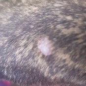 Identifying a Lump on My Dog's Front Leg - closeup of a light colored bump