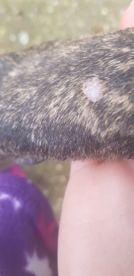 Identifying a Lump on My Dog's Front Leg