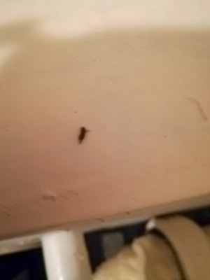 Identifying a Small Black Bug