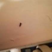 Identifying a Small Black Bug