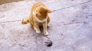 A cat with a dead mouse on the ground.