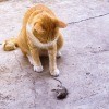 A cat with a dead mouse on the ground.