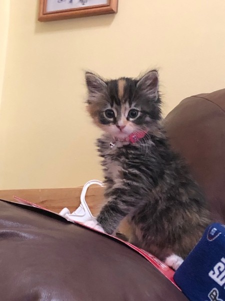 What Breed Is My Cat? - tri-color kitten