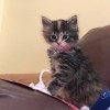 What Breed Is My Cat? - tri-color kitten