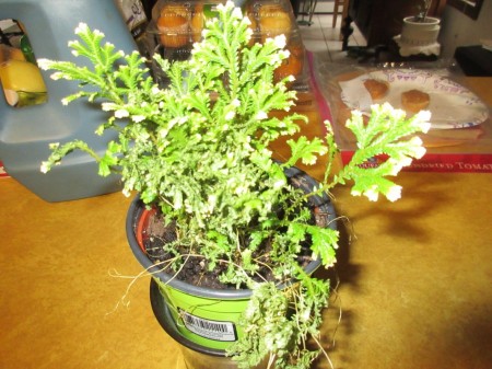 Identifying a Houseplant