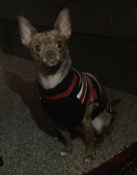 Dog Acting Scared After a Breaking Bottle Startled Him