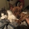 Dog Acting Scared After a Breaking Bottle Startled Him - dog and cat cuddling