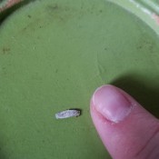 Identifying an Insect Egg - grayish egg on the bottom of a green plate