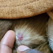 Identifying a Bump on a Dog - bump on a dog with hair growing out of it