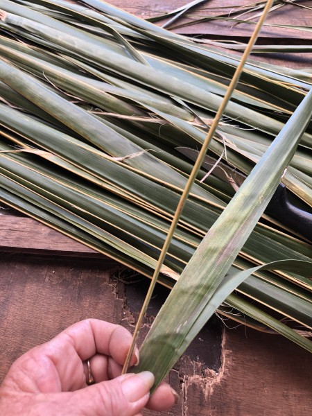 Making A Coconut Leaf Broom - folding leaves in half