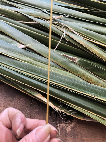 Making A Coconut Leaf Broom - clean stem