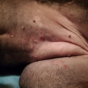Identifying Bumps and Sores on a Dog - dog's tummy with small bumps and red spots