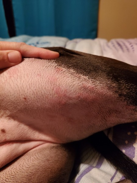 Identifying Bumps and Sores on a Dog