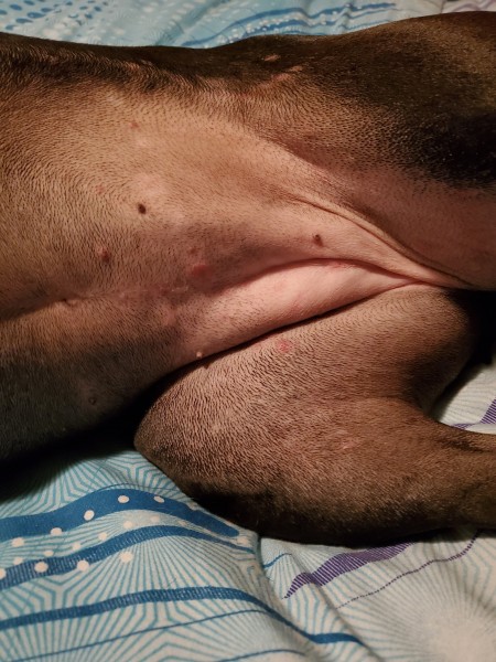Identifying Bumps and Sores on a Dog