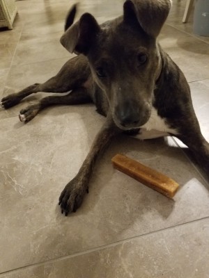 Is This Dog a Pit Bull Mix? - dark grayish brown puppy with floppy tops on ears