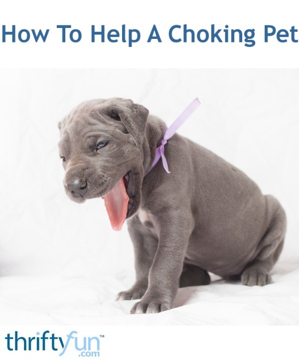 How To Help A Choking Pet ThriftyFun