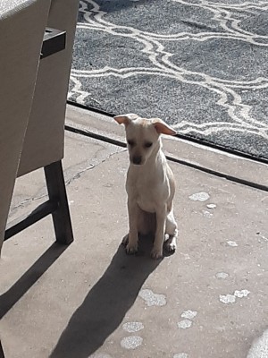 What Breed Is My Chihuahua Mixed With? - pale tan dog