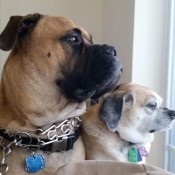 Bull Mastiff Peeing in House After a Move - Mastiff and Puggle