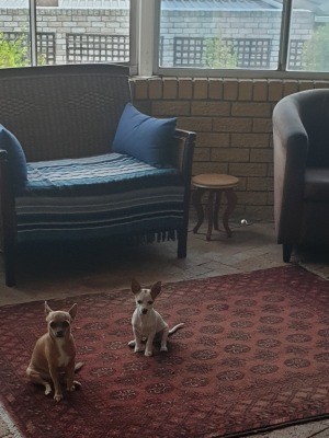 Is My Dog a Chihuahua? - two dogs on an area rug