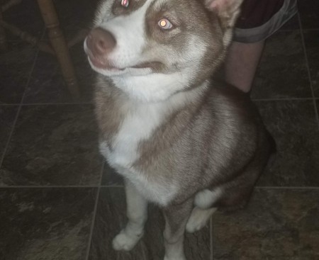 What Breed of Husky Is My Dog?