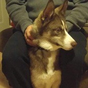 What Breed of Husky Is My Dog? - gray and white Husky looking dog