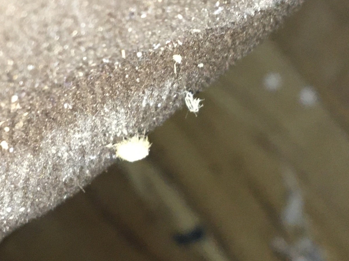Getting Rid of Tiny White Biting Bugs 