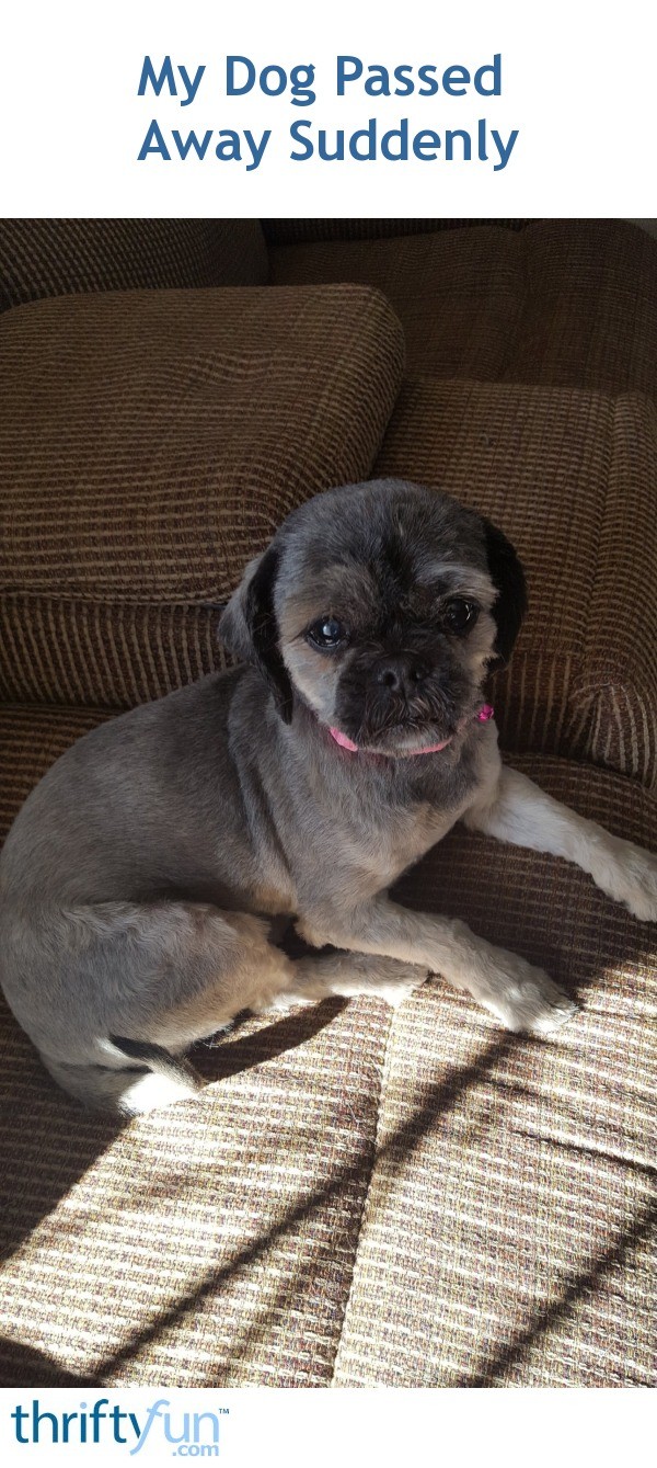 my-dog-passed-away-suddenly-thriftyfun