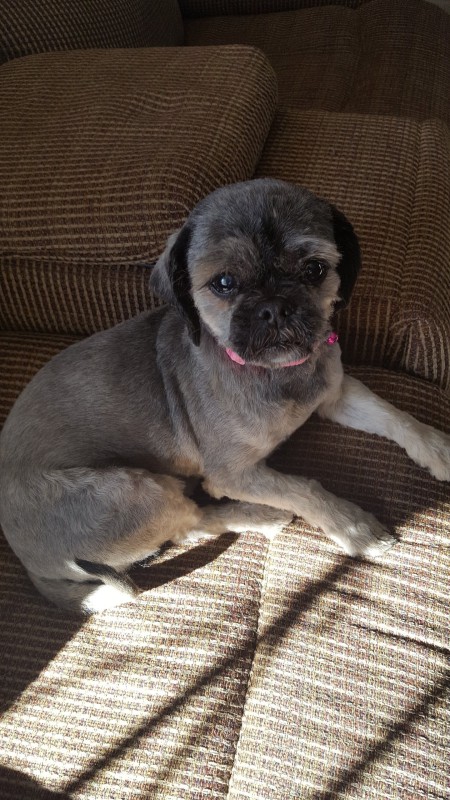 My Dog Passed Away Suddenly - shaved dog on couch