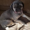 My Dog Passed Away Suddenly - shaved dog on couch