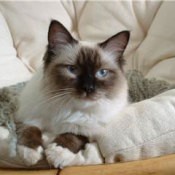 Annie's Pretty Blue Eyes