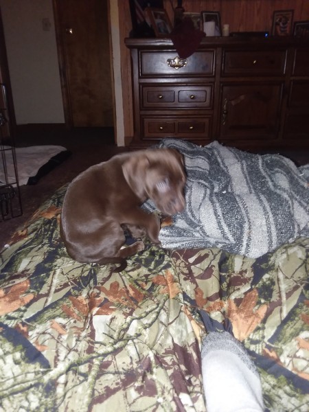 Feeding a 6 Week Old Runt Puppy - puppy asleep in a bed