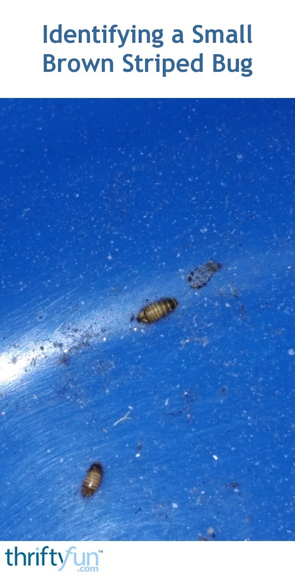 Identifying a Small Brown Striped Bug? | ThriftyFun