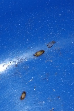 Identifying a Small Brown Striped Bug   - bugs against dark blue surface