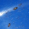 Identifying a Small Brown Striped Bug   - bugs against dark blue surface