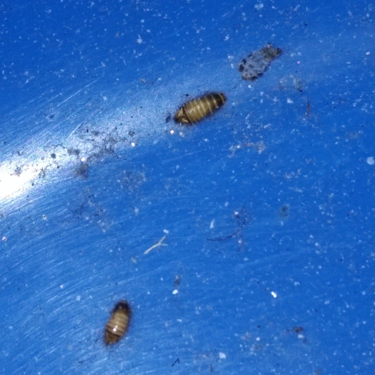 Tiny beetle bugs - trainerlasopa