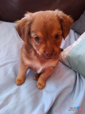 What Is My Chihuahua Mixed With? - reddish brown puppy