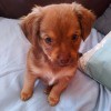 What Is My Chihuahua Mixed With? - reddish brown puppy