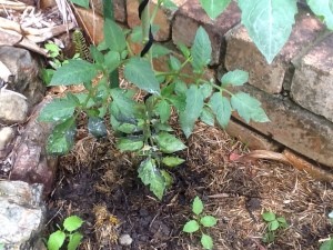 Tomato Leaves Turning Black - small tomato plant in the yard