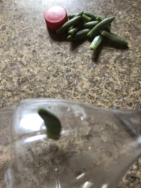 Succulent Plant Starter - insert the cut end of a succulent leaf into the hole in the bottle