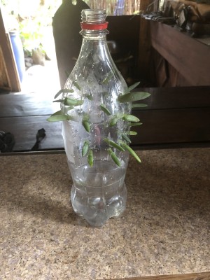 Succulent Plant Starter - bottle with leaves in place