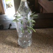 Succulent Plant Starter - bottle with leaves in place