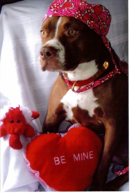 A pit bull with a red hat and a Valentine's toy.