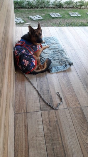 Training an Aggressive German Shepherd - dog in coat lying on a deck