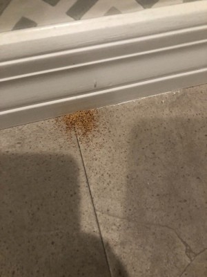 Are These Insect Eggs? - small tan and brown objects near the baseboard