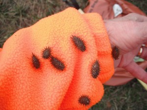 Several cockleburs on a jacket sleeve.